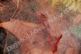 /album/photogallery/dsc-0084-watermarked-jpg/